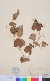 Specimen thumbnail